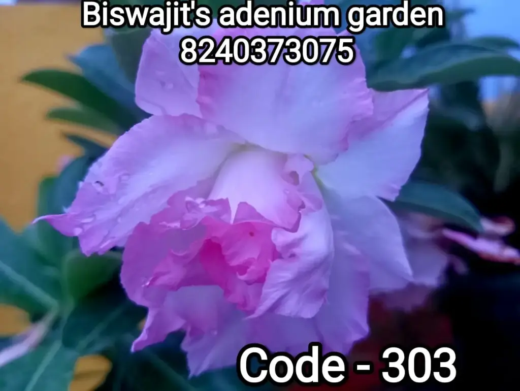 Adenium plant