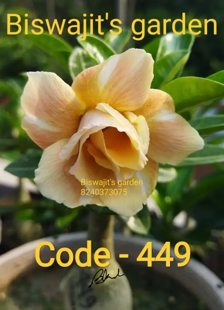 Adenium 449