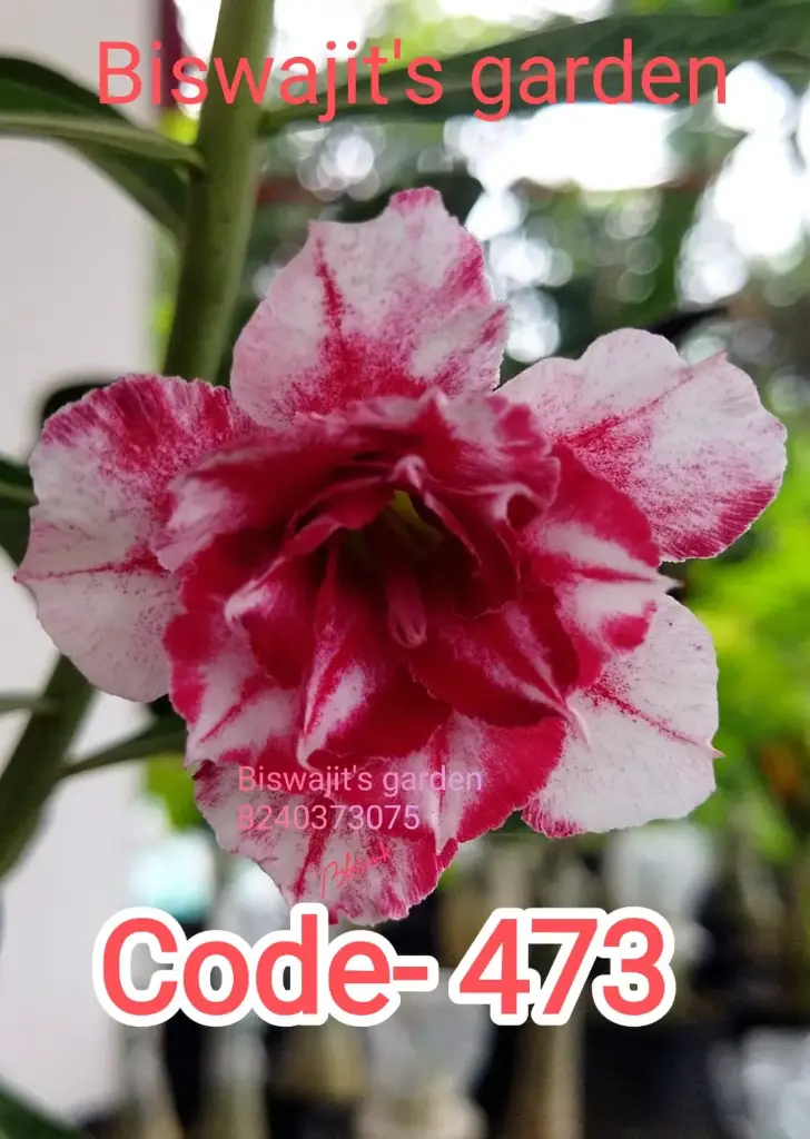 Adenium 473