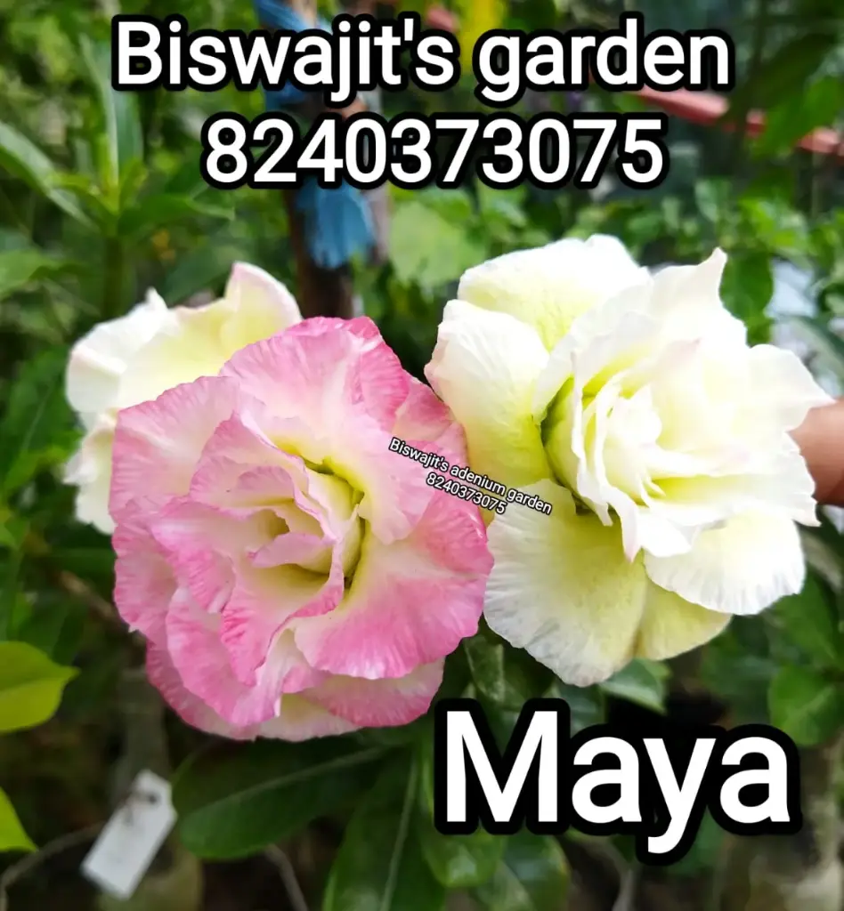 Adenium Maya