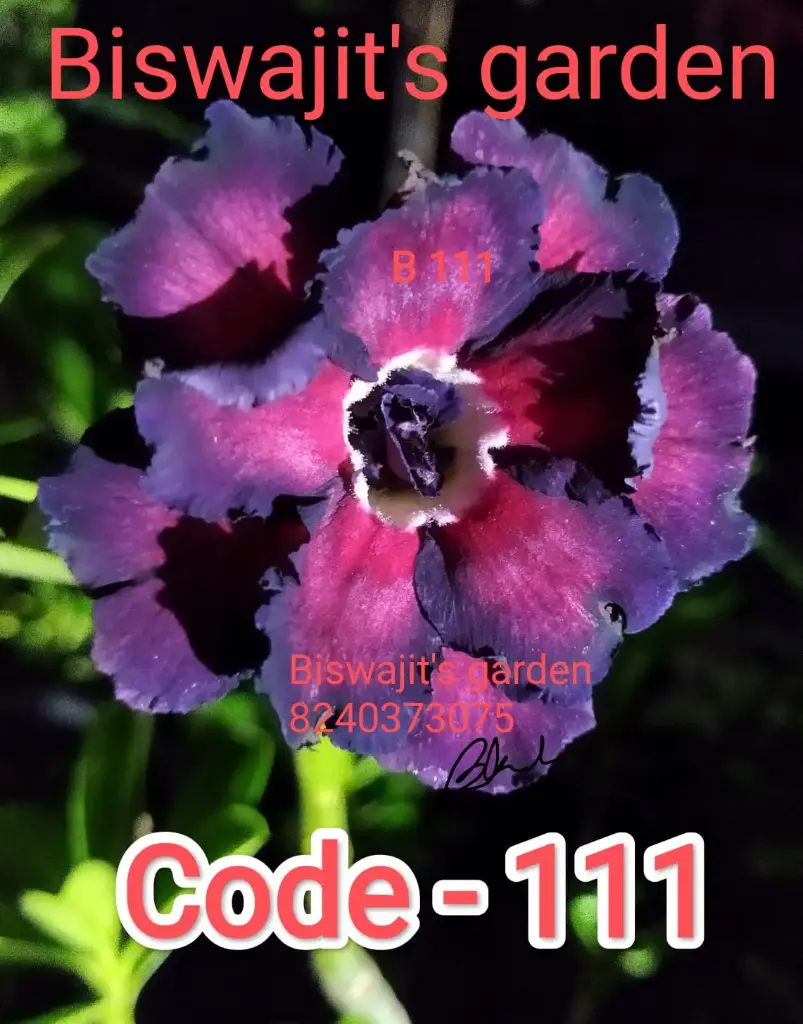 Adenium 111