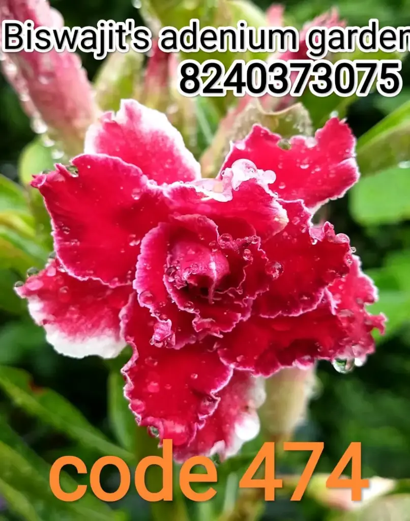 Adenium 474